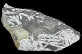 Fossil Graptolite Cluster (Didymograptus) - Great Britain #103418-1